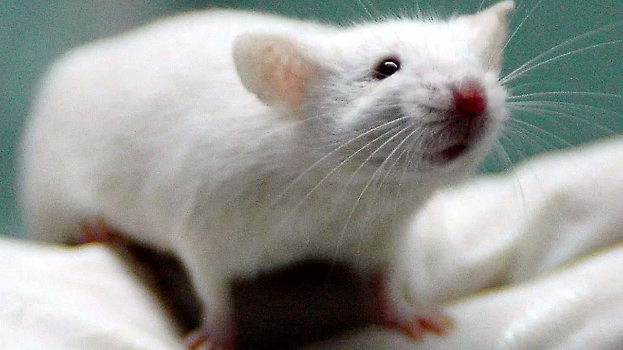 imagem mostra rato um rato de laboratório semelhante ao utilizado no experimento com jogos de realidade virtual